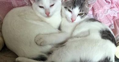 Cats for Adoption: Minnie and Delaney Cats for Adoption: Minnie and Delaney