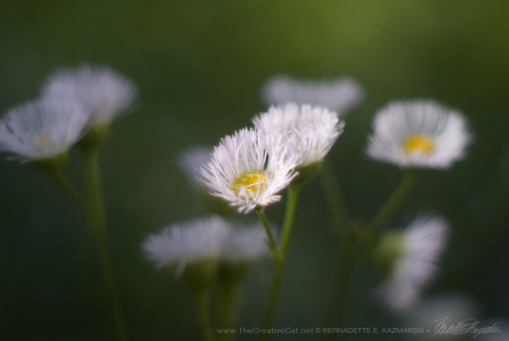 Fleabane.