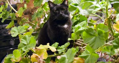 Living Green With Pets: Bringing Plants Indoors Living Green With Pets: Bringing Plants Indoors