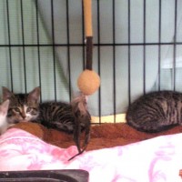 kittens in cage