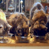 four cats eating on table