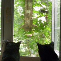 Two cat silhouettes looking at feeder