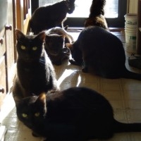 photo of six cats in sun