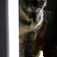 tortoiseshell cat peeking around corner