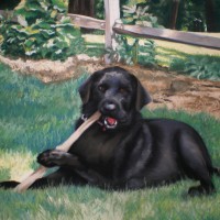 portrait of black lab