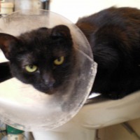 black cat with plastic collar