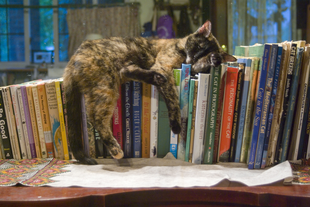 Image result for cat in a library images