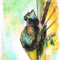 ink and watercolor sketch of cat
