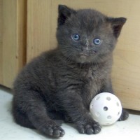 tiny black kitten with ball
