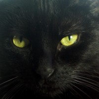 black cat with yellow eyes