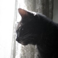 black cat at sunny window