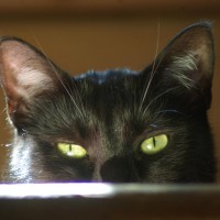Watch Cat.