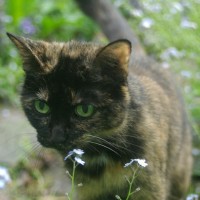 tortoiseshell cat in forget me nots