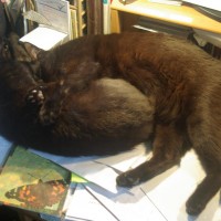Mimi and Giuseppe cuddle on my desk.