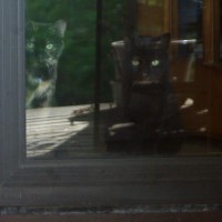 two cats inside back door