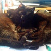 two black cats cuddling