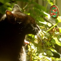 black cat yawning