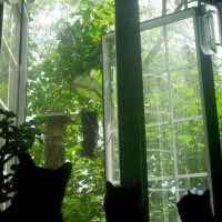 three cats watching doves