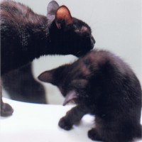 black cat washing black kitten