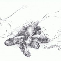 pencil sketch of two cats with crossed paws