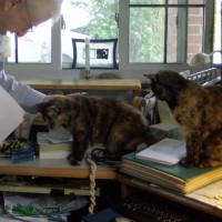 two tortoiseshell cats with man