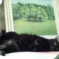 black cat lyin gon side in front of painting