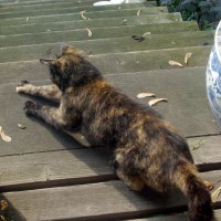 tortoiseshell cat scratching wood