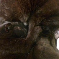 two black cats in hug