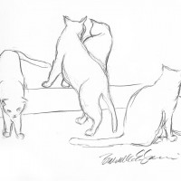 pencil sketch of five cats