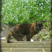 photo of tortoiseshell cat