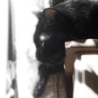 black cat in contemplation