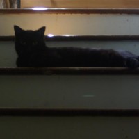 black cat on steps