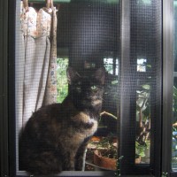 tortoiseshell cat in window