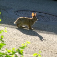 wild rabbit on street
