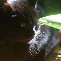 black cat with green dish