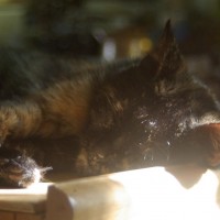 tortoiseshell cat sleeping