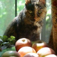 052311-CookieApples