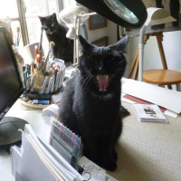 two black cats in studio