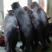 four black cats looking out window