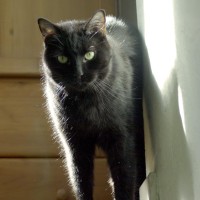 black cat at top of stairs