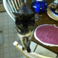 tortoiseshell cat staring