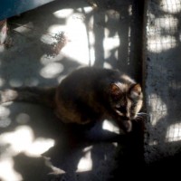 tortoiseshell cat in speckled sun
