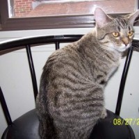 tabby cat on chair