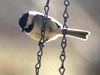 Backyard Wildlife