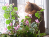 Living Green Pets
