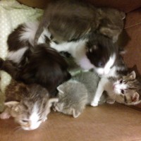 kittens in a box