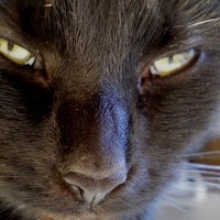closeup of black cat