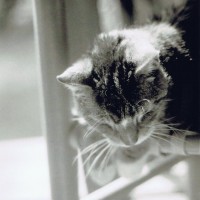 black and white photo of cat on chair