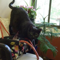 cat checks out my purse