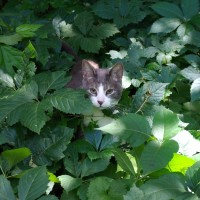 cat in weeds